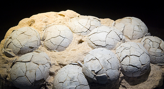 テリジノサウルスの卵の化石