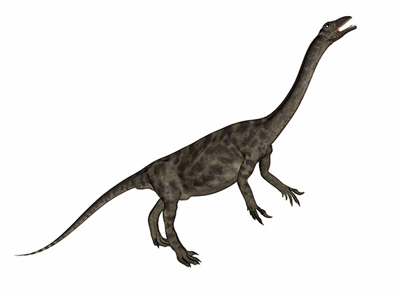アンキサウルスの画像
