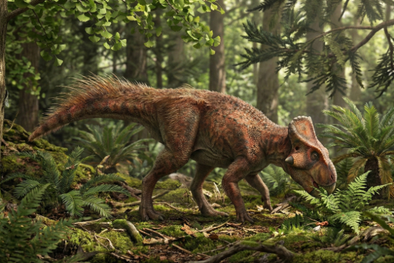 アーケオケラトプスの画像0