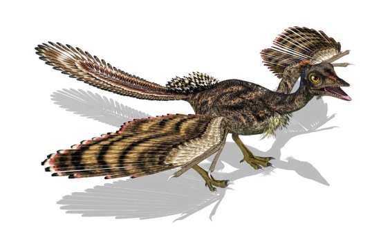 始祖鳥の画像