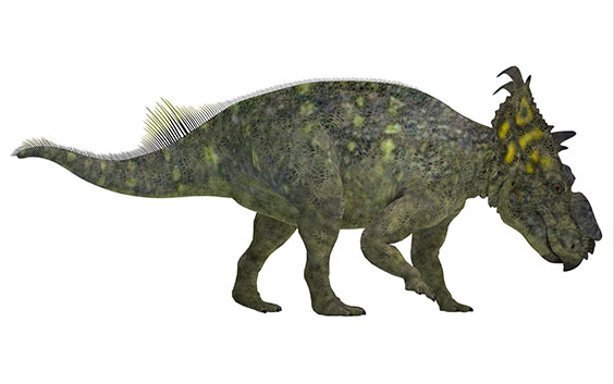 パキリノサウルスの画像2