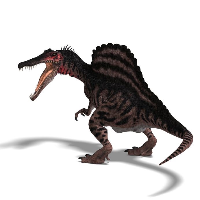 スピノサウルス                        	Spinosaurus