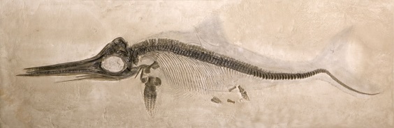 ステノプテリギウスの化石の画像