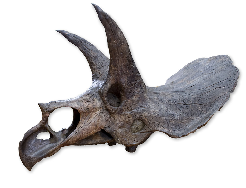 トリケラトプス(Triceratops) | 恐竜図鑑