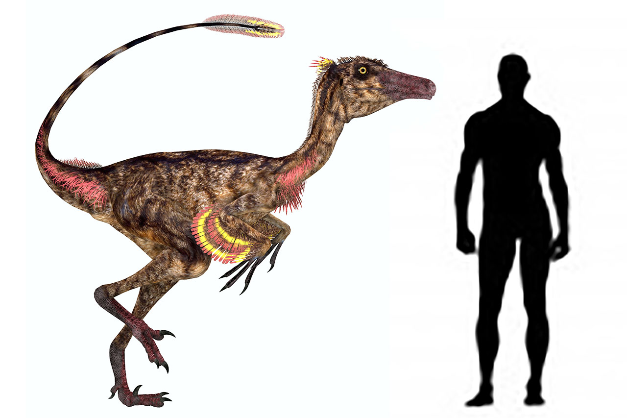 トロオドン(Troodon) | 恐竜図鑑