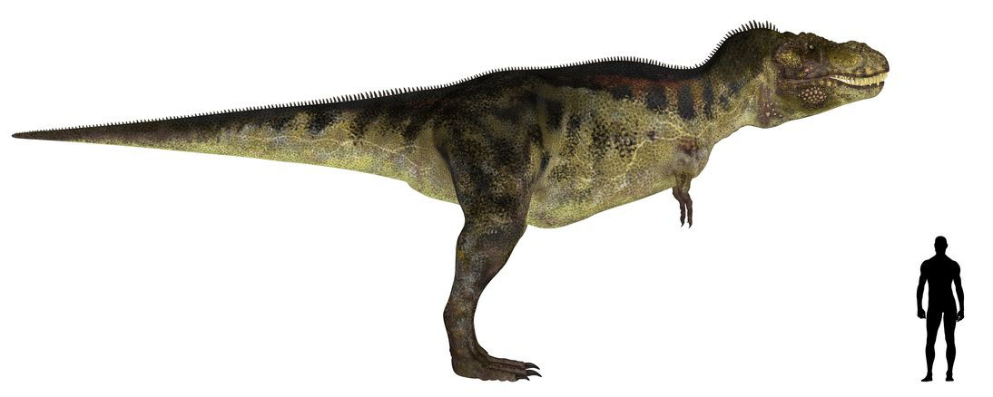 ティラノサウルス Tyrannosaurus 恐竜図鑑
