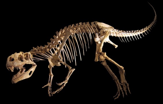 恐竜の関節状態の化石