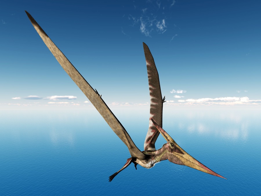 プテラノドン(Pteranodon) | 恐竜図鑑